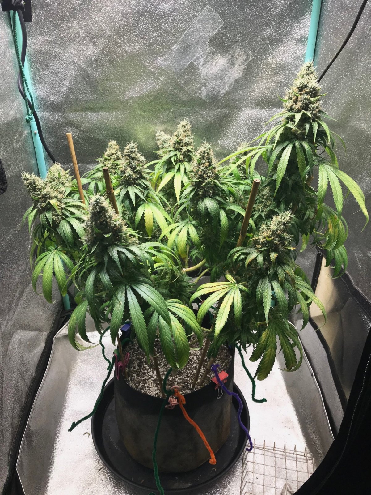 GM clone 4-16-23 F67.jpg