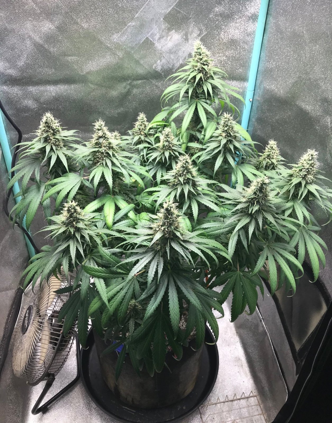 GM clone 4-27-23 F48.jpg