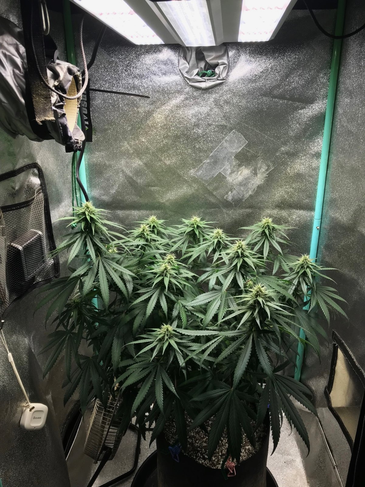 GM clone 4-4-23 F26.jpg