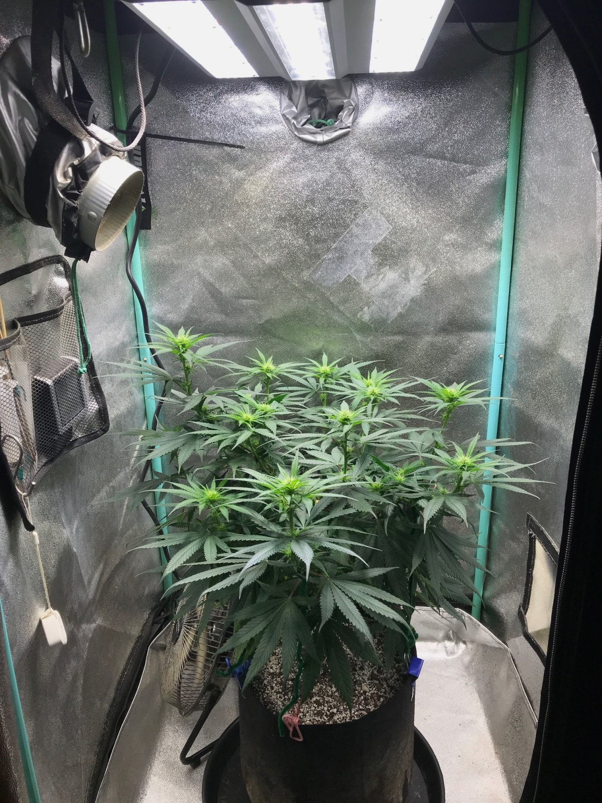 GM clone 5-25-23 F16.JPG