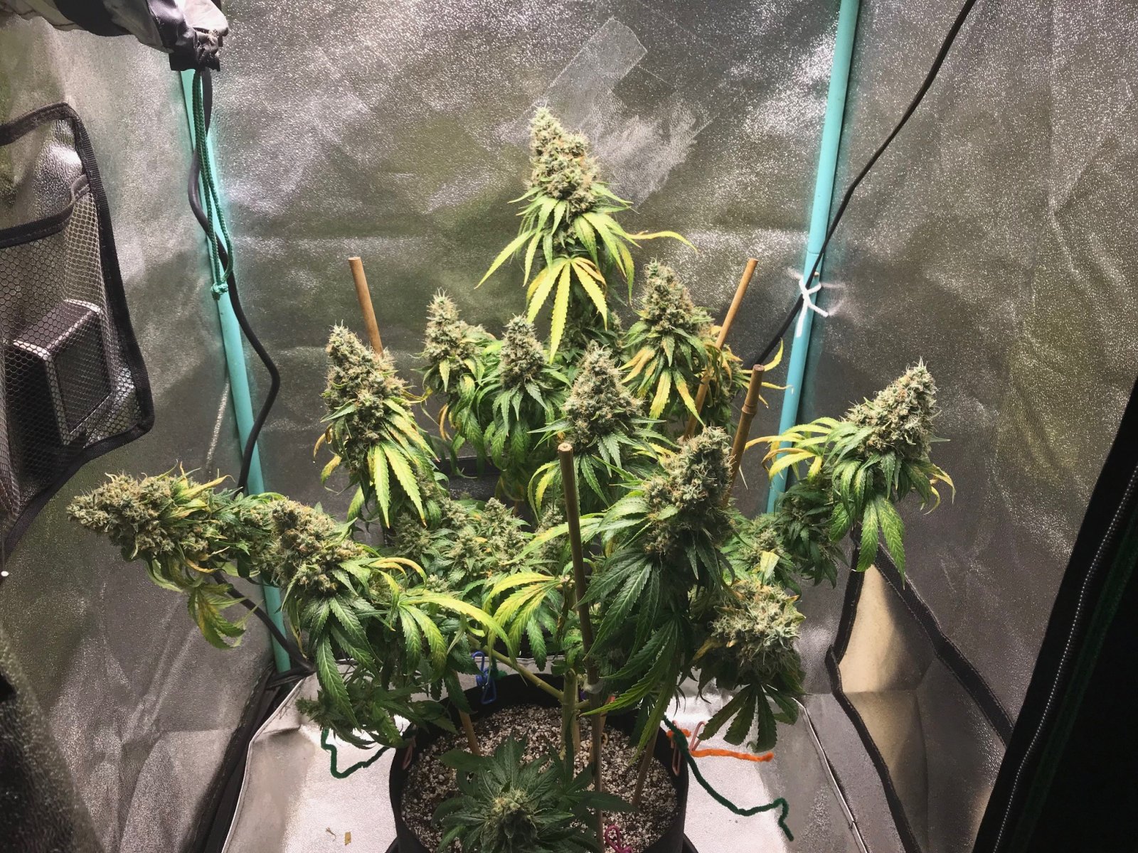 GM clone 5-25-23 F76.jpg