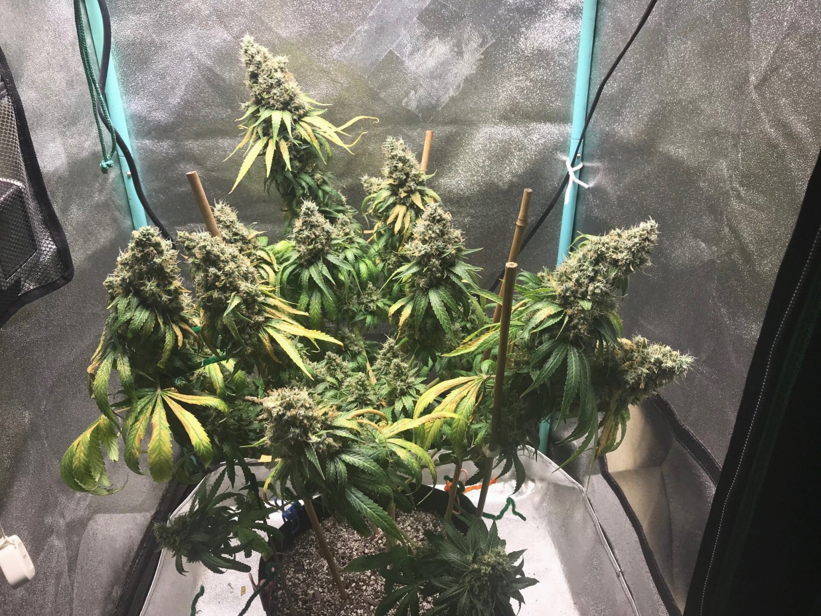 GM clone 5-29-23 F75.jpg