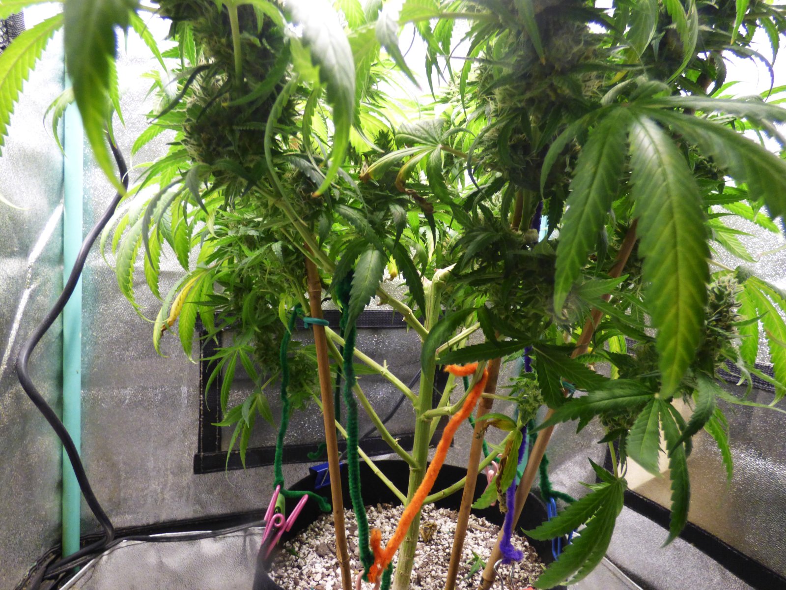 GM clone 5-8-23 F59 (3).JPG