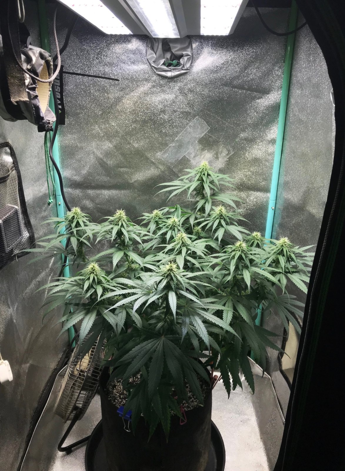 GM clone tent 4-2-23 F24.jpg