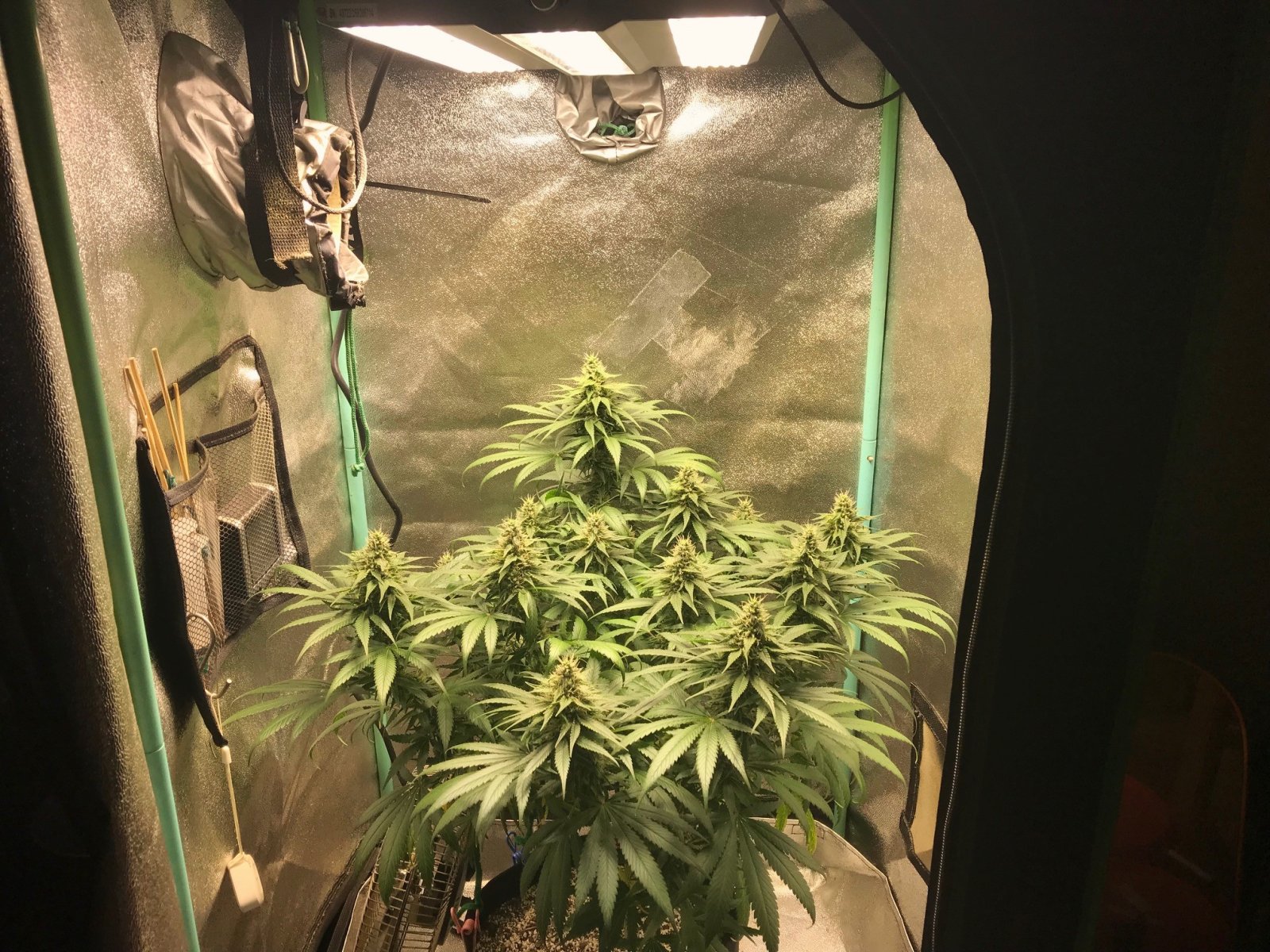 GM Clone1 4-16-23 F38.jpg