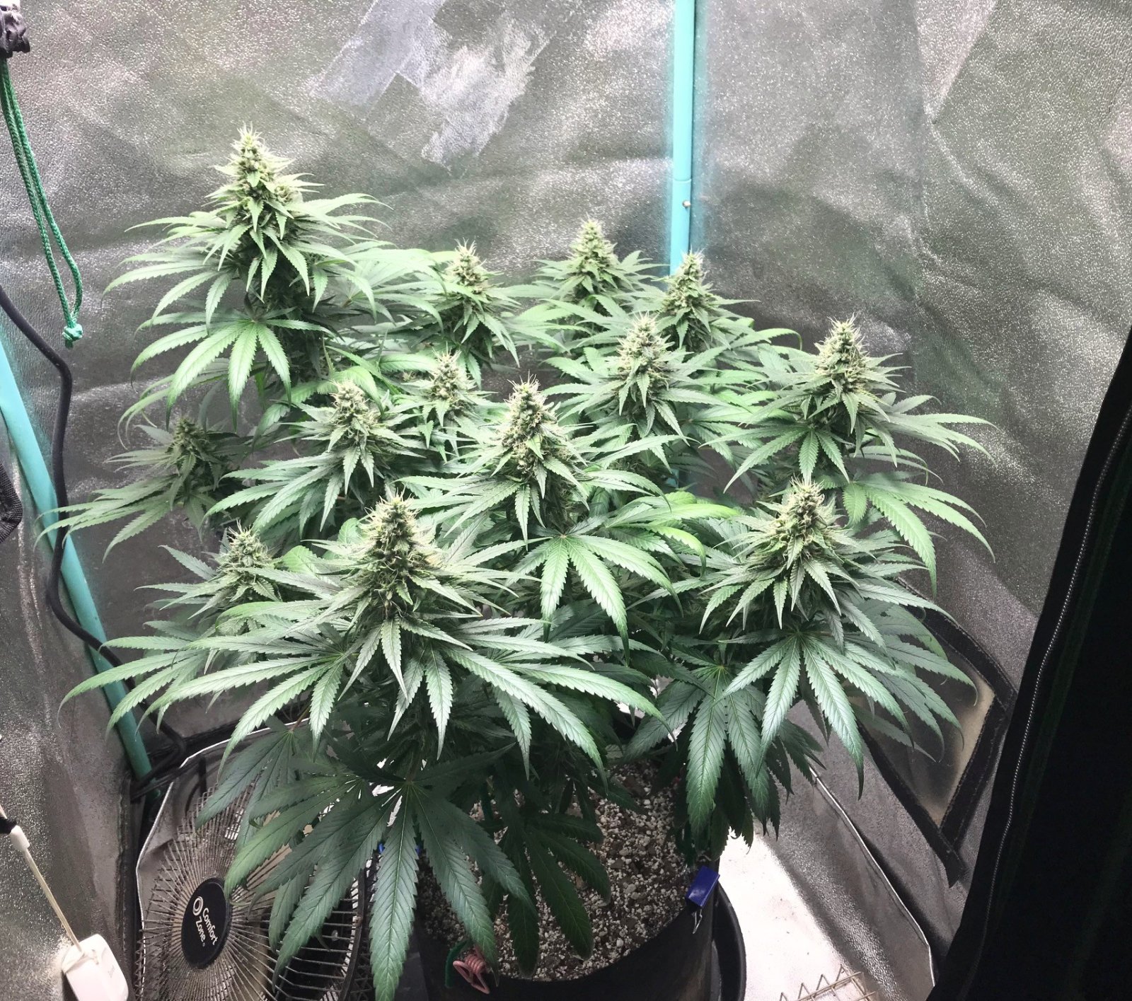 GM clone1 4-19-23 F41.jpg