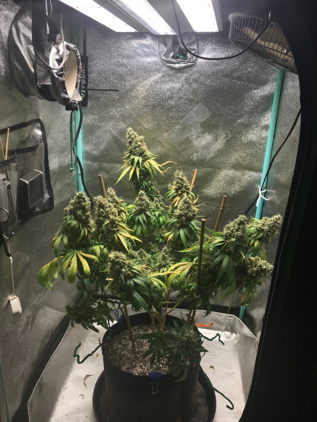 GM clone1 5-29-23 F75.jpg