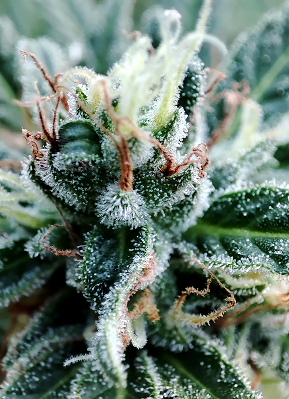 GMG_bud_closeup1.jpg