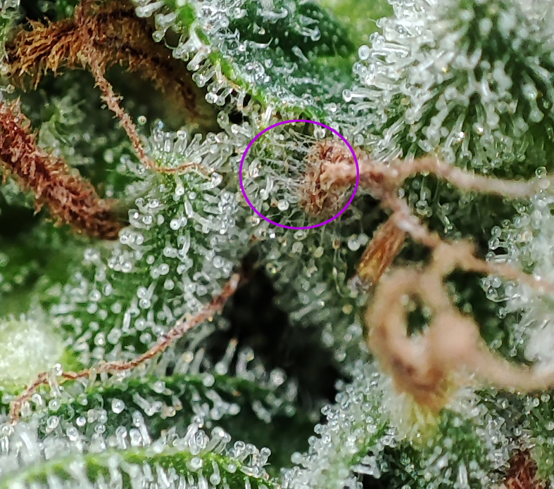 GMG_green_pheno2.jpg