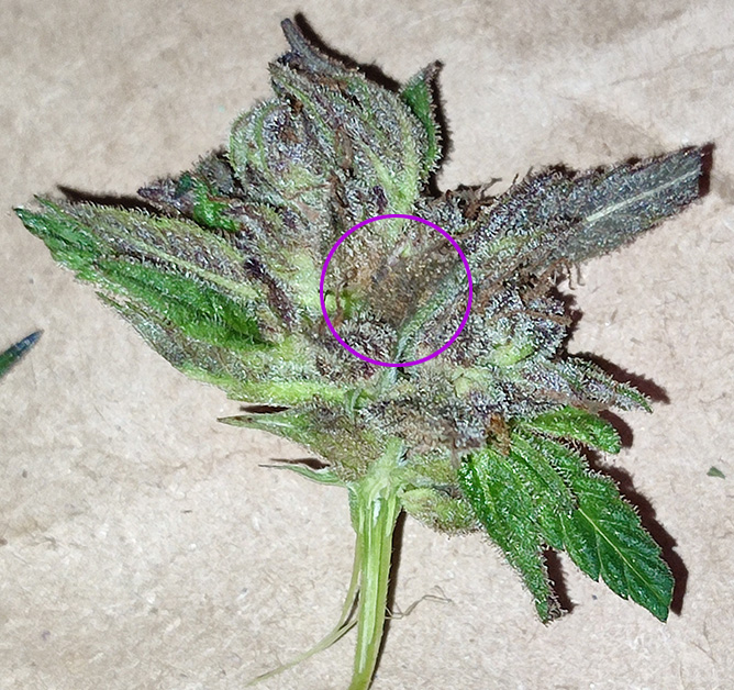 GMG_purp_budrot1.jpg