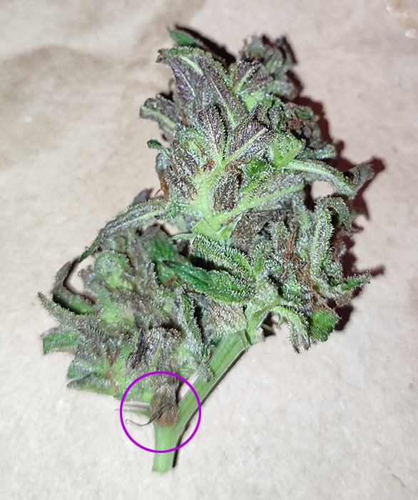 GMG_purp_budrot3.jpg