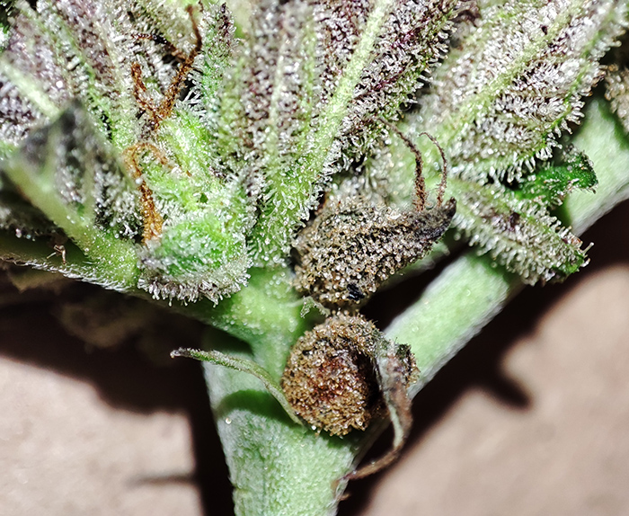 GMG_purp_budrot4.jpg