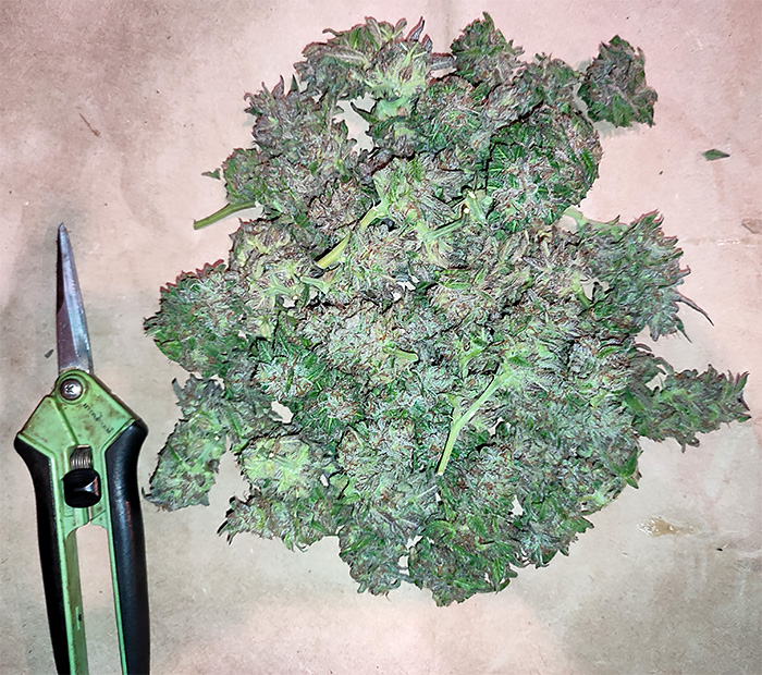 GMG_purple_allbuds1.jpg