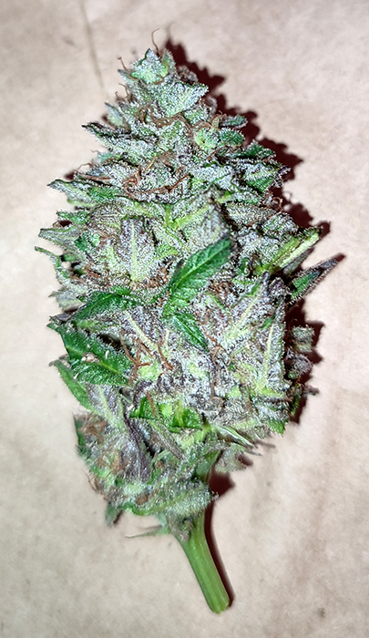 GMG_purple_bud1.jpg