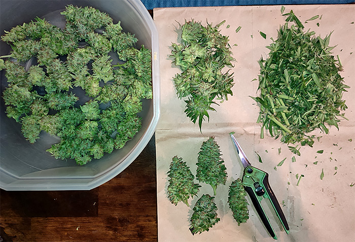 GMG_top_buds_trimmed1.jpg