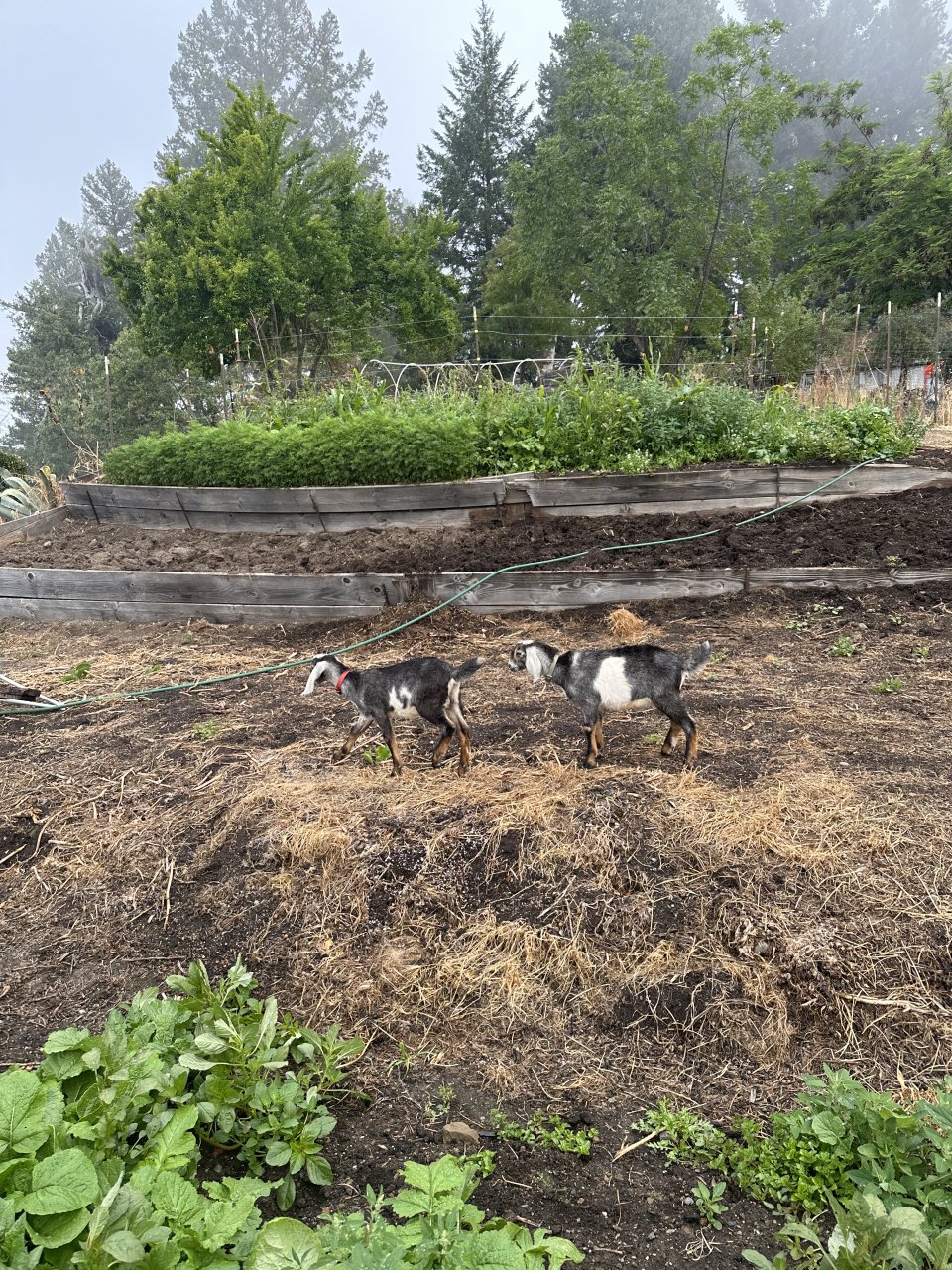 Goats and veggies