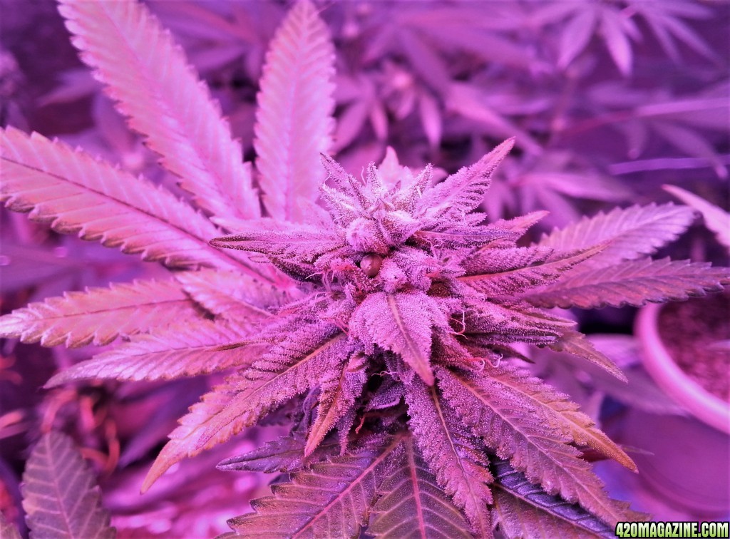 Gobillygoo with x (Scott's OG x Dark Angel) seeds