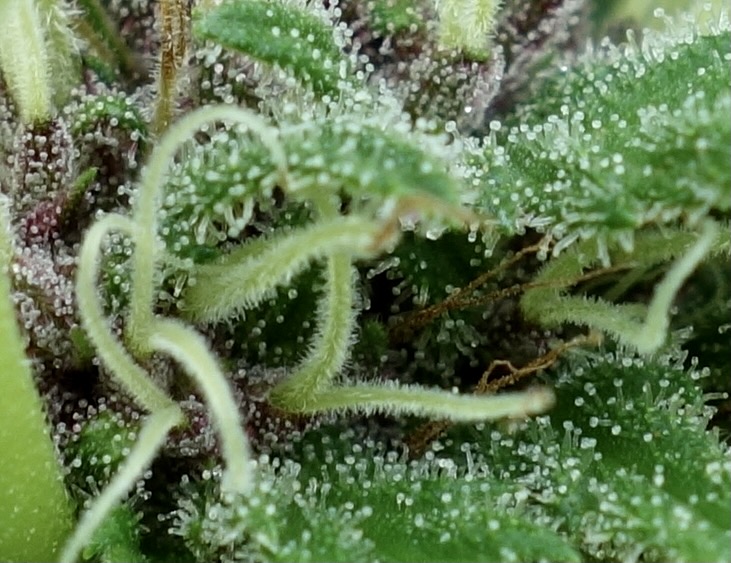 Godfather OG - bud close up 9/Mar/21g