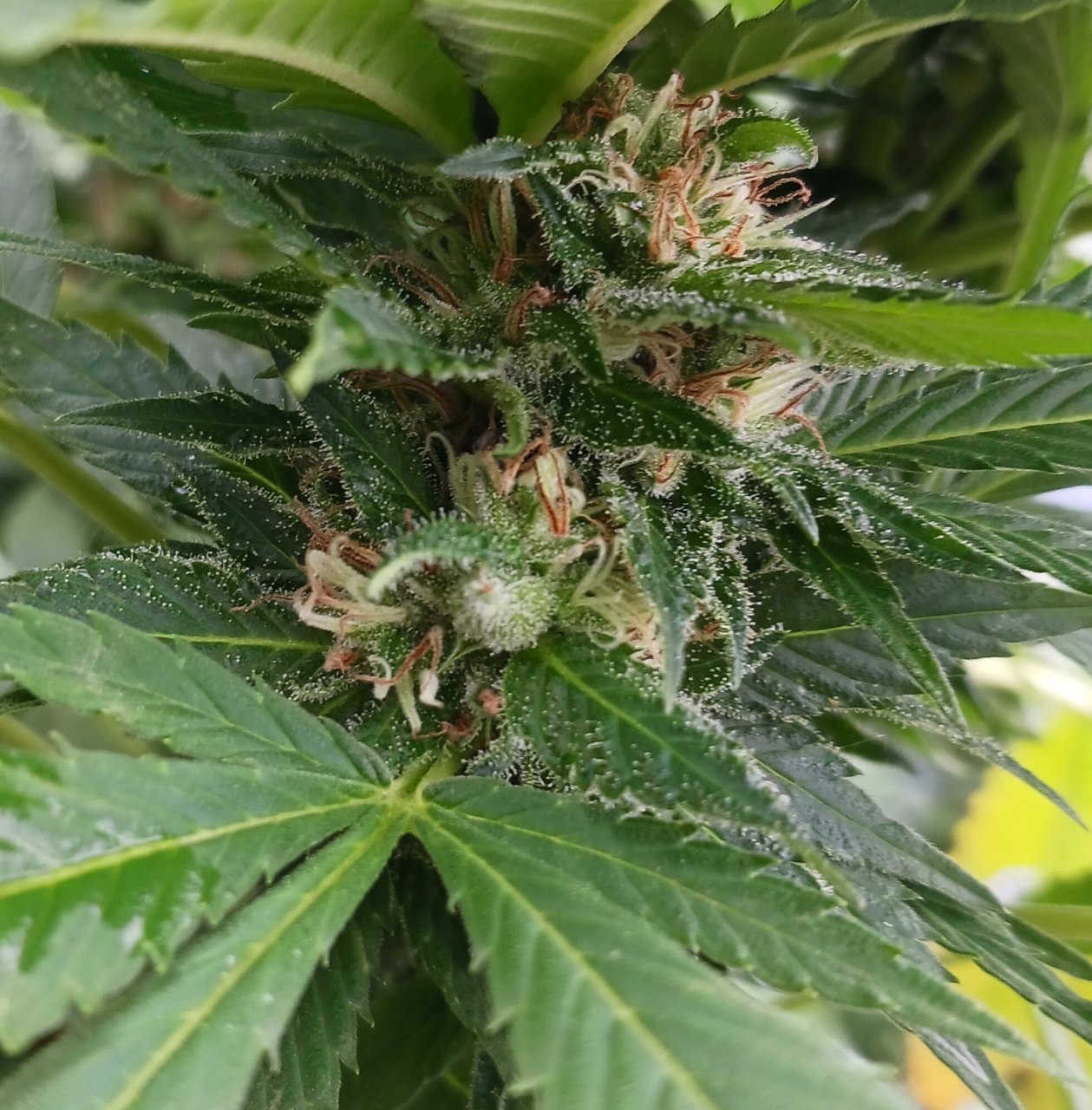 Godzilla Glue 01 October' 2024 seed 1.jpg