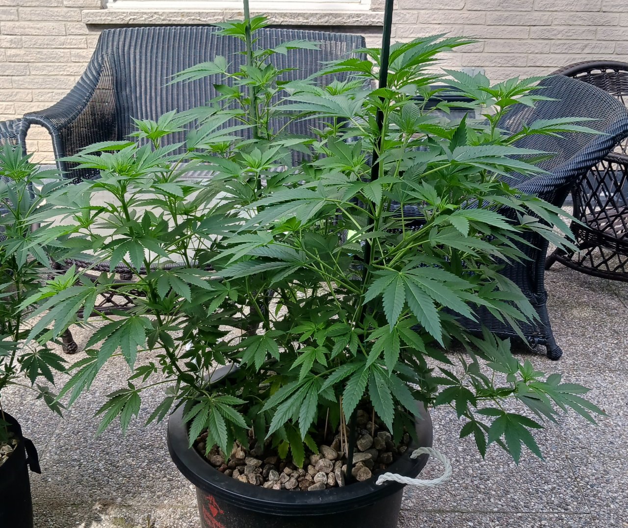 Godzilla Glue 04 July 2024.jpg