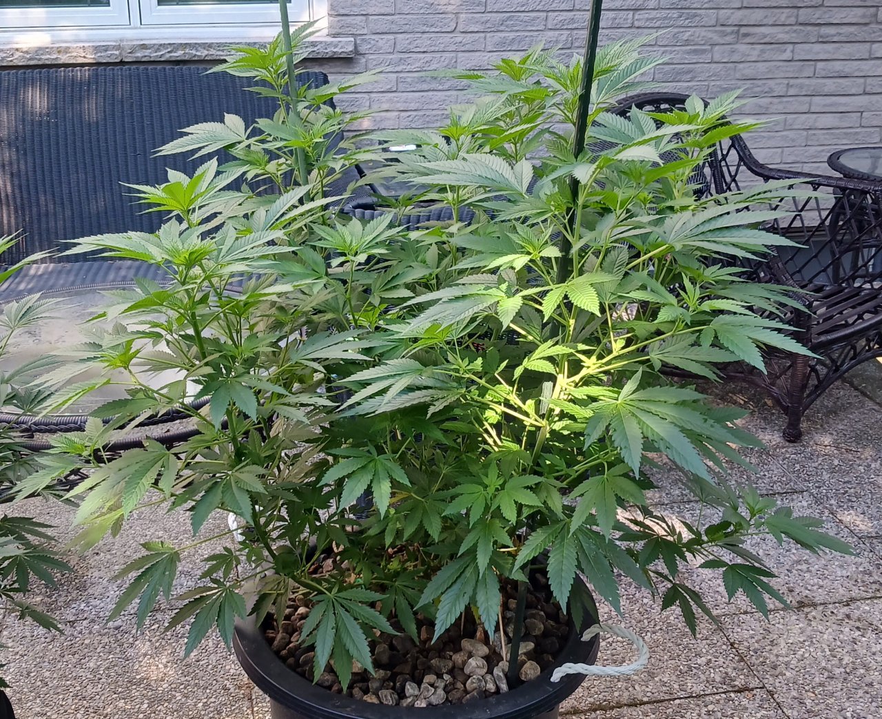 Godzilla Glue 06 July 2024.jpg