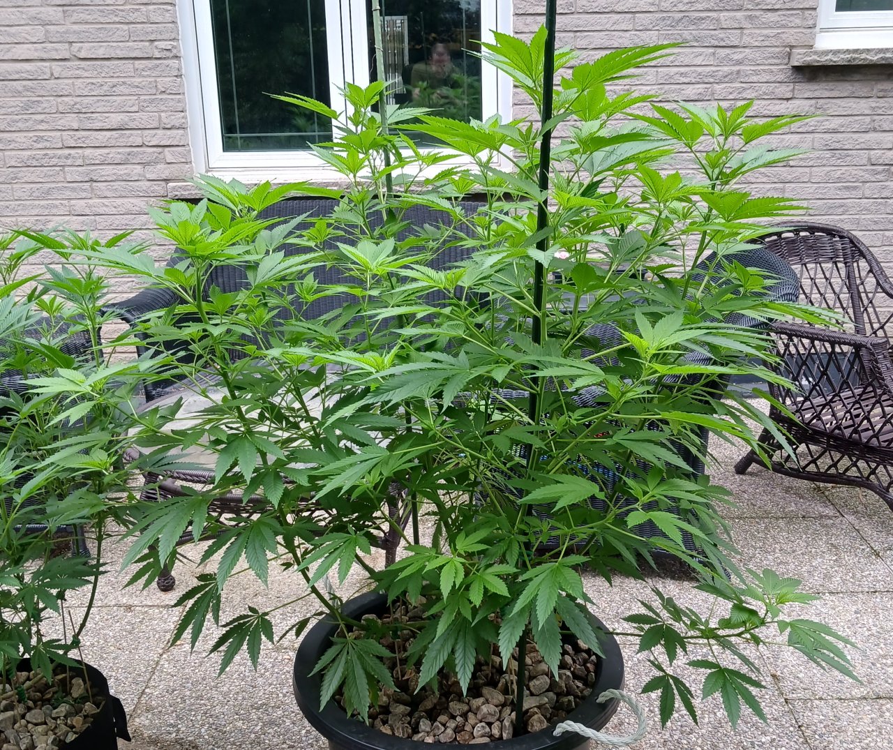 Godzilla Glue 11 July 2024.jpg