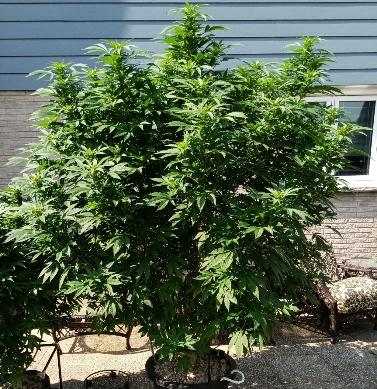 Godzilla Glue #4 09 September 2024