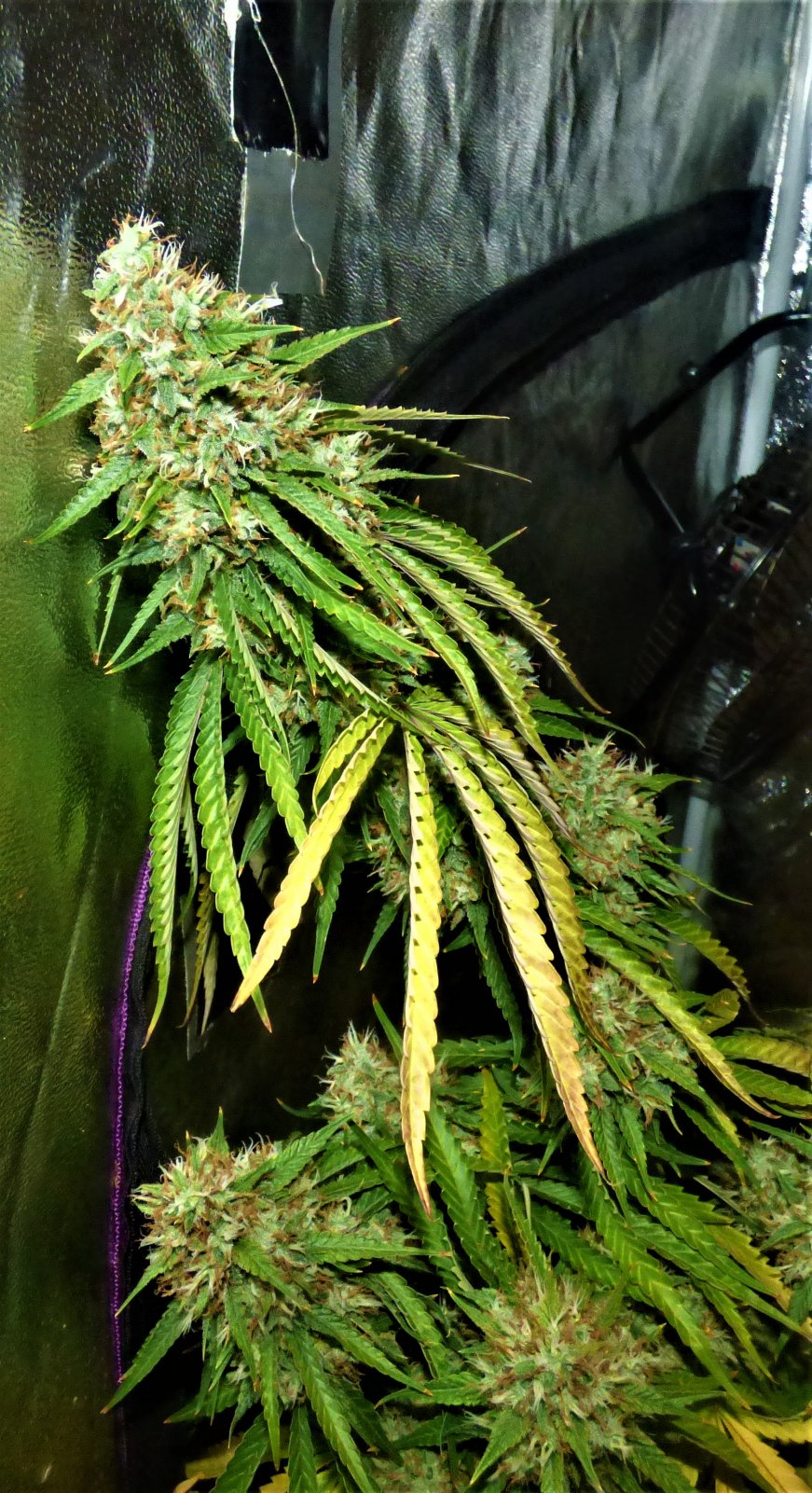 GOG clone (left) bud 10-9-21.JPG