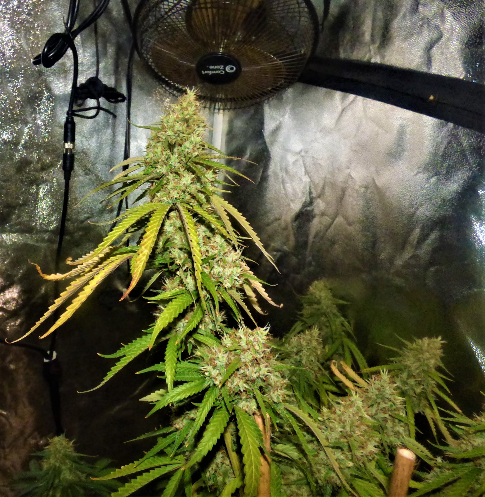 GOG clone (right) bud 10-9-21.JPG