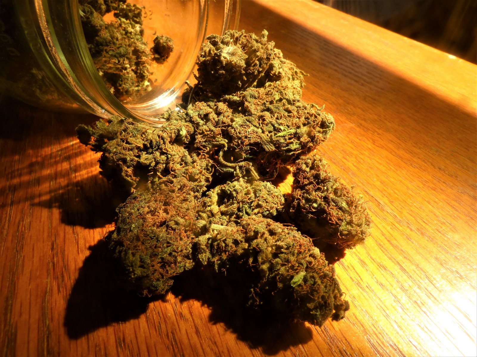 GOG cured buds 9-30-21.JPG