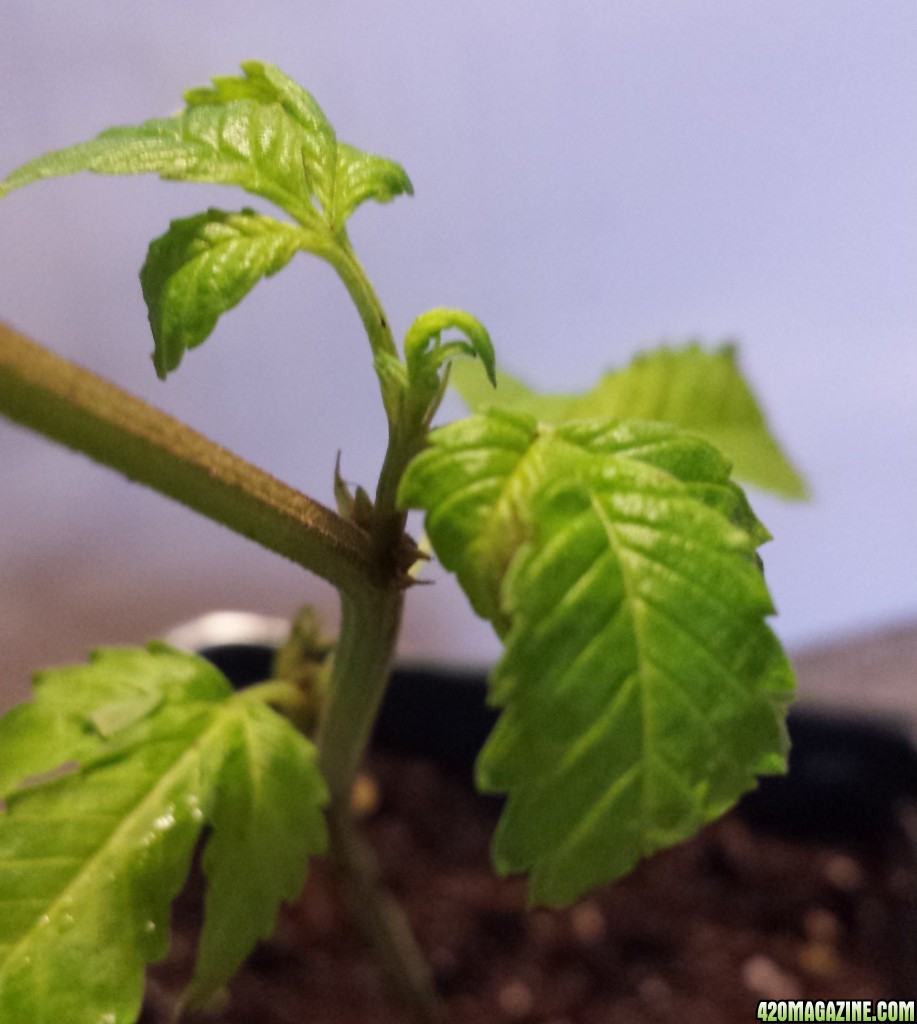 Gold Leaf clone day 14