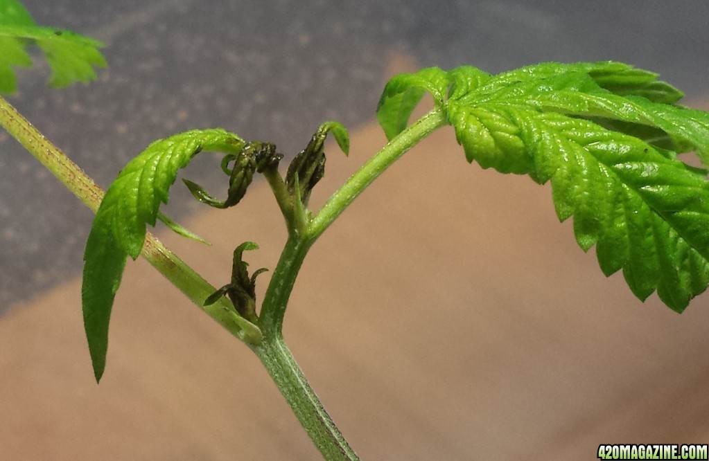 Gold Leaf clone day 16