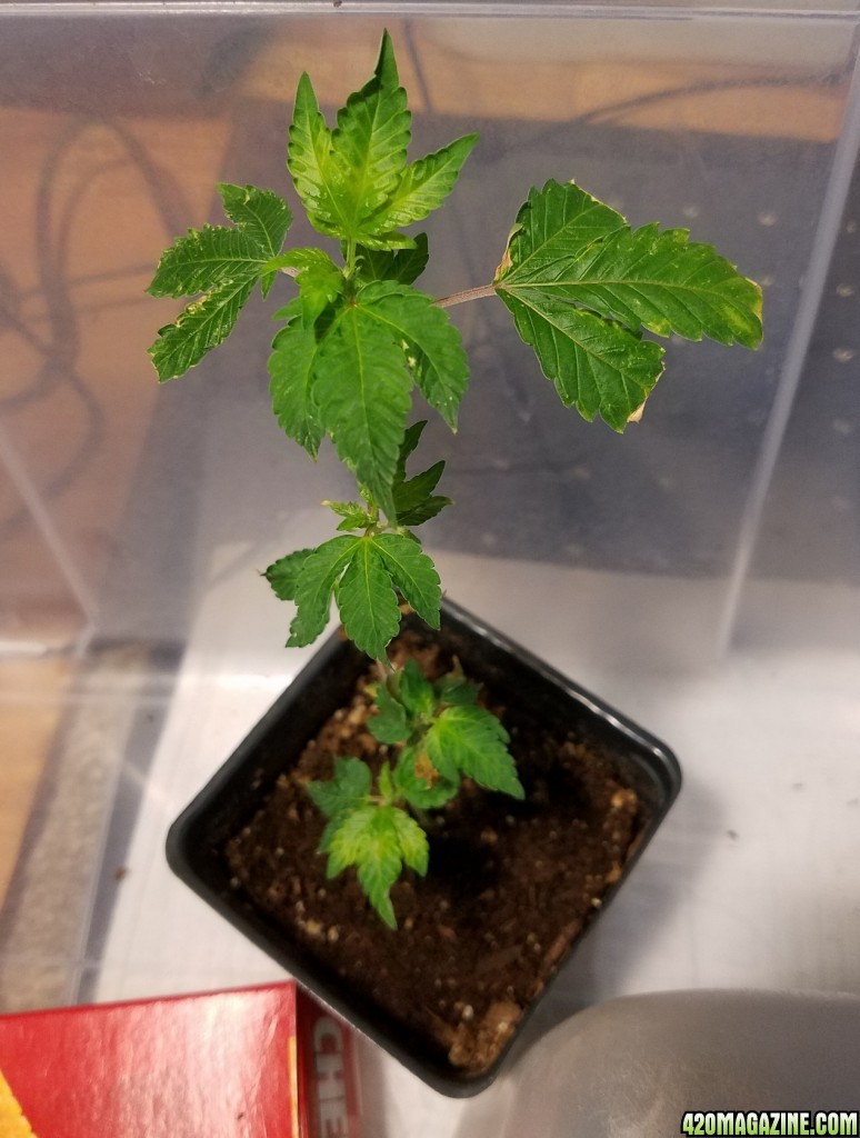 Gold Leaf clone newer after water