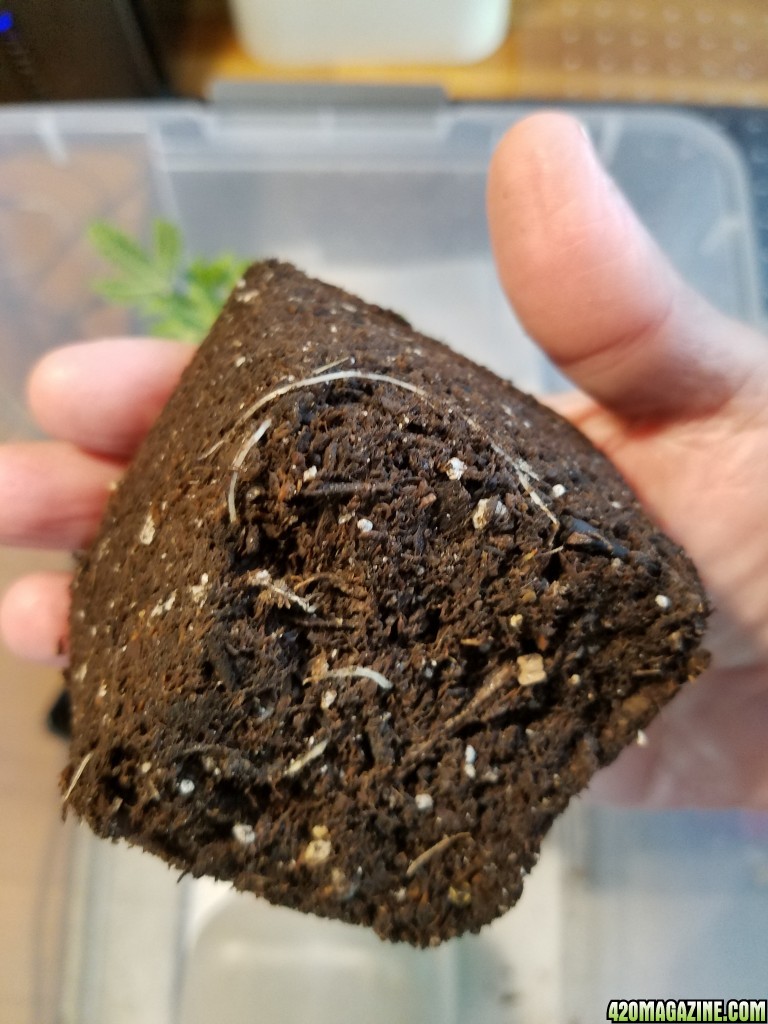 Gold Leaf clone roots