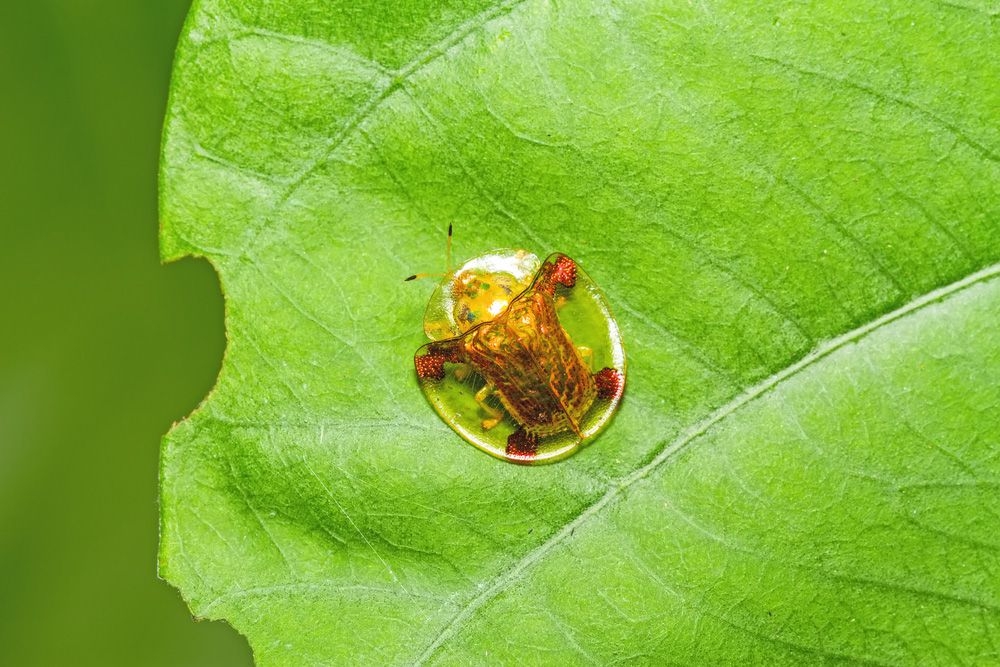 Golden Tortoise beetle.jpg