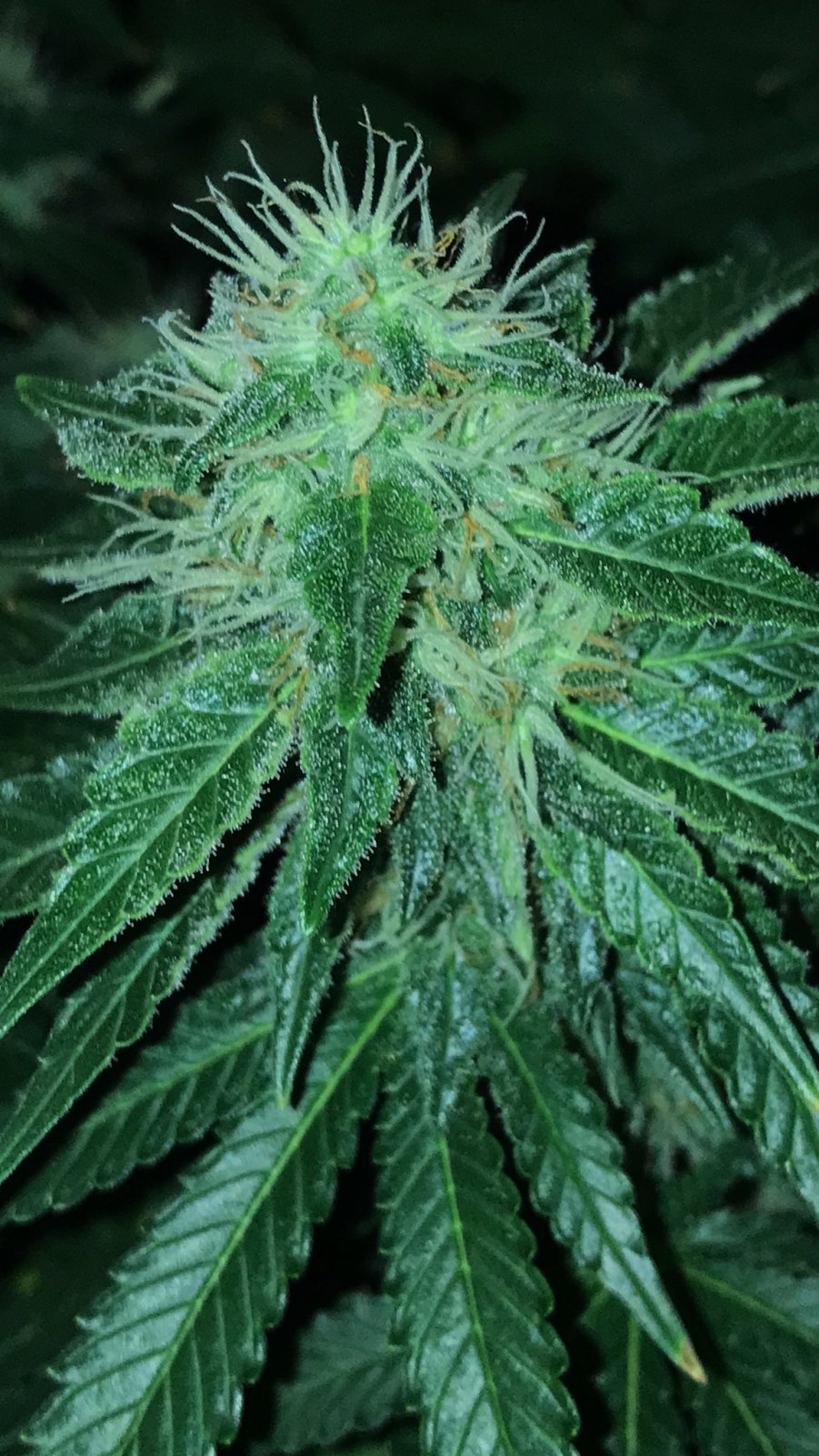 Goo bud 5-12-22 F46.JPG