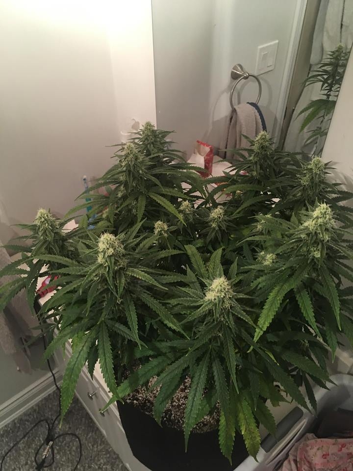 good pheno day 31 flower 1.jpg