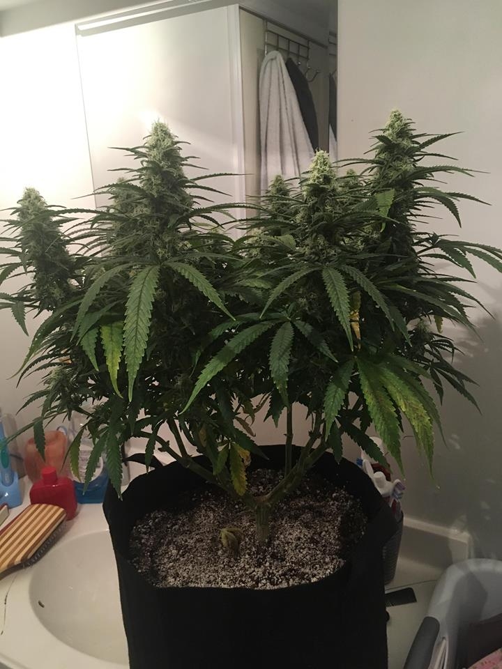 good pheno day 31 flower 2.jpg