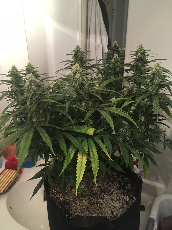 good pheno day 31 flower 3.jpg