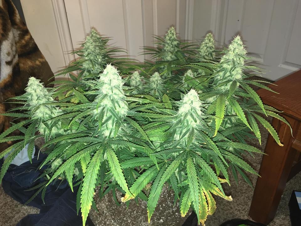 good pheno day 37 1.jpg