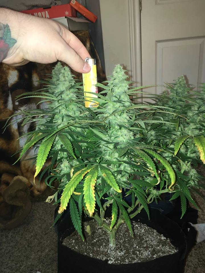 good pheno day 37 2.jpg