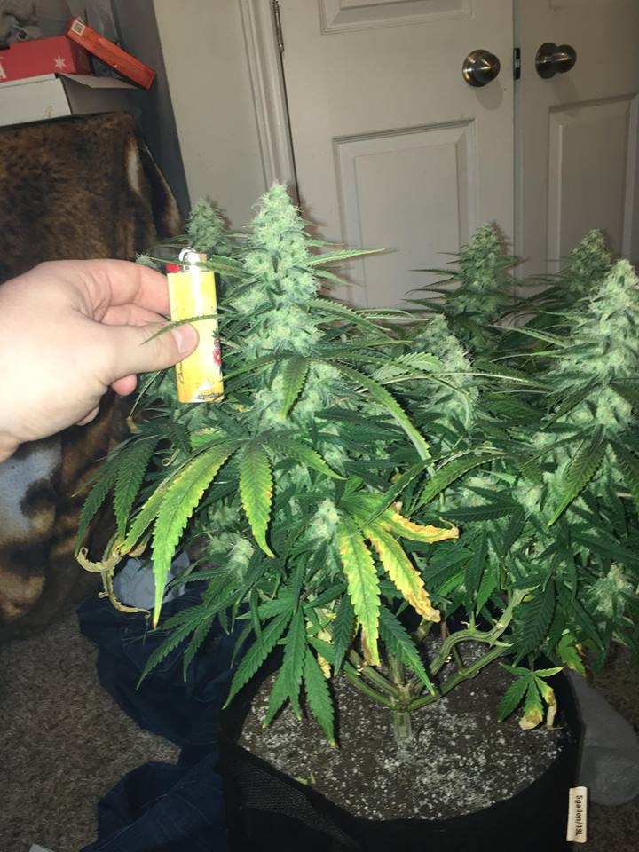 good pheno day 37 3.jpg