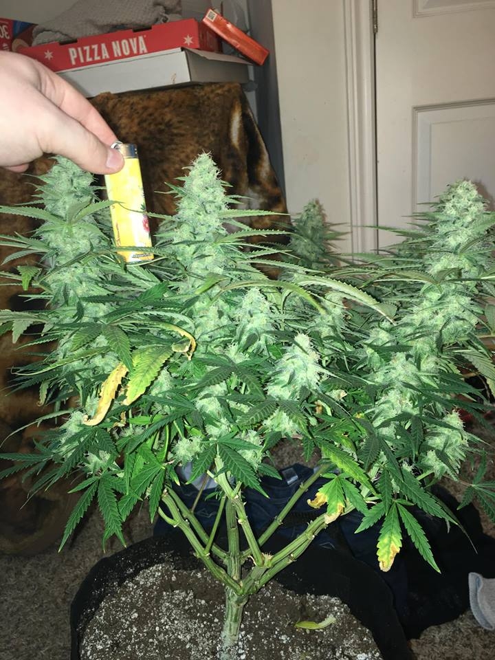 good pheno day 37 4.jpg