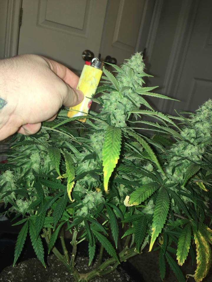 good pheno day 37 5.jpg