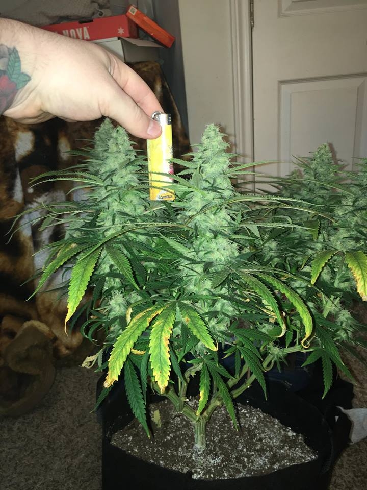 good pheno day 37 6.jpg