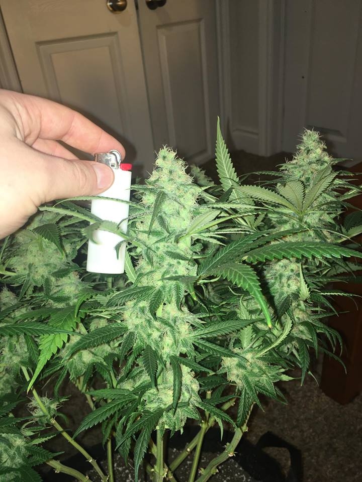 good pheno day 45 1.jpg