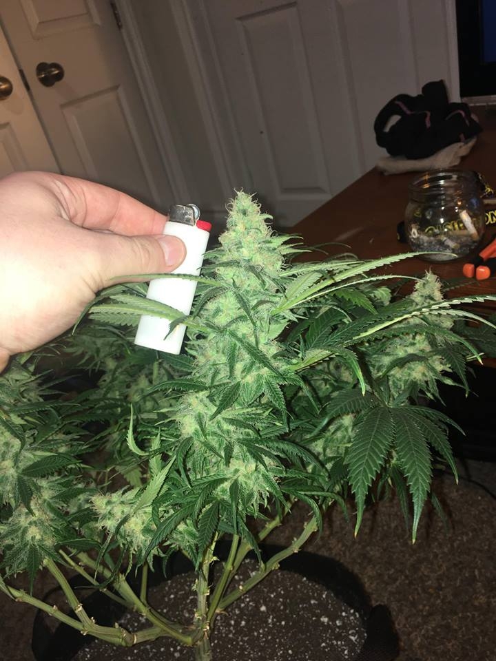 good pheno day 45 2.jpg