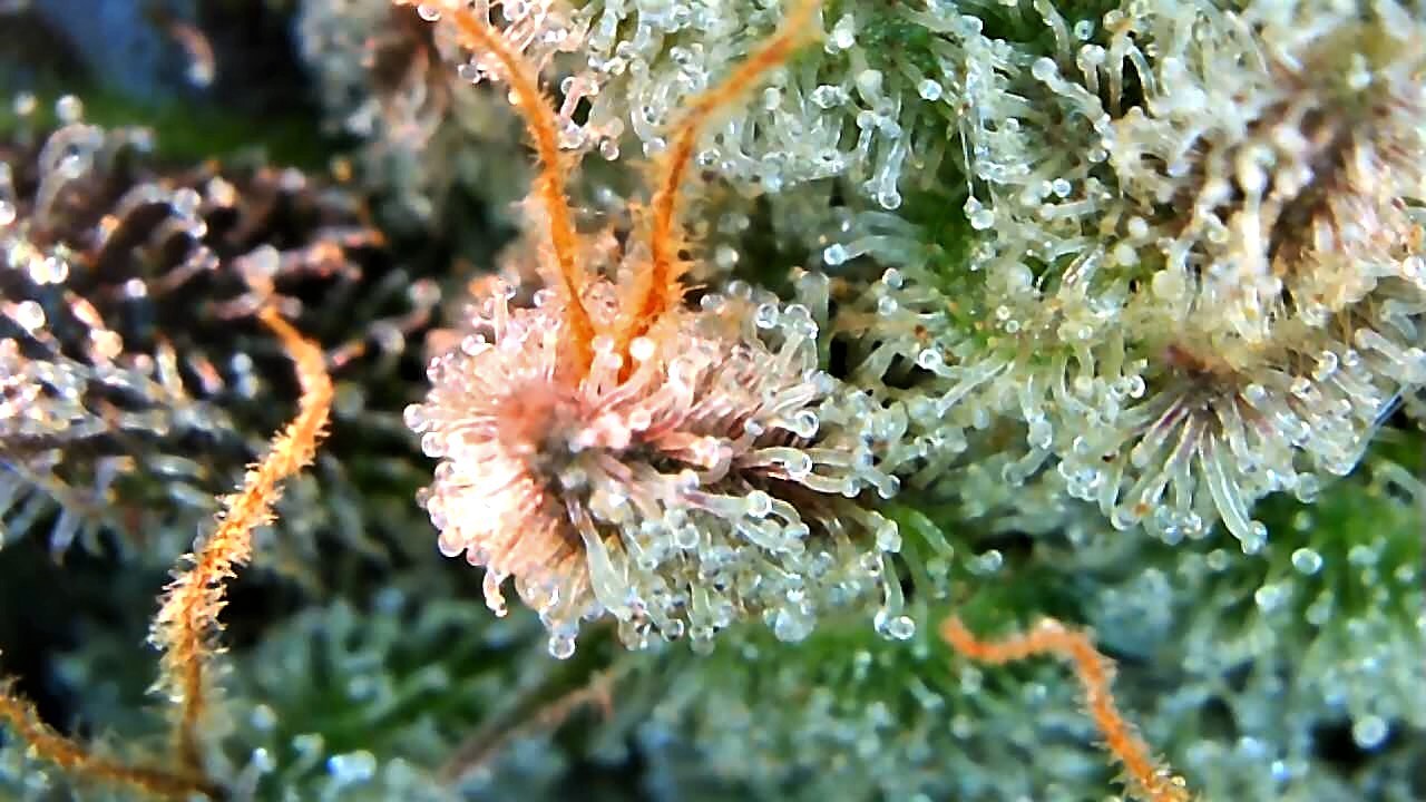 Gorgeous trichome shot Sadie July 3.jpg