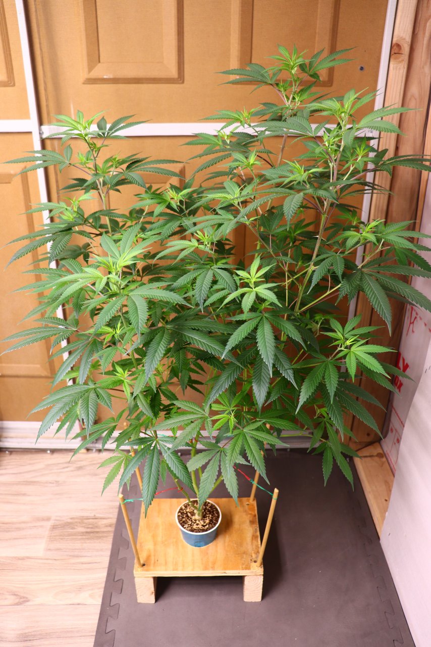 Gorilla Bomb Feminized #1-Day 4 of Flowering-5/25/23