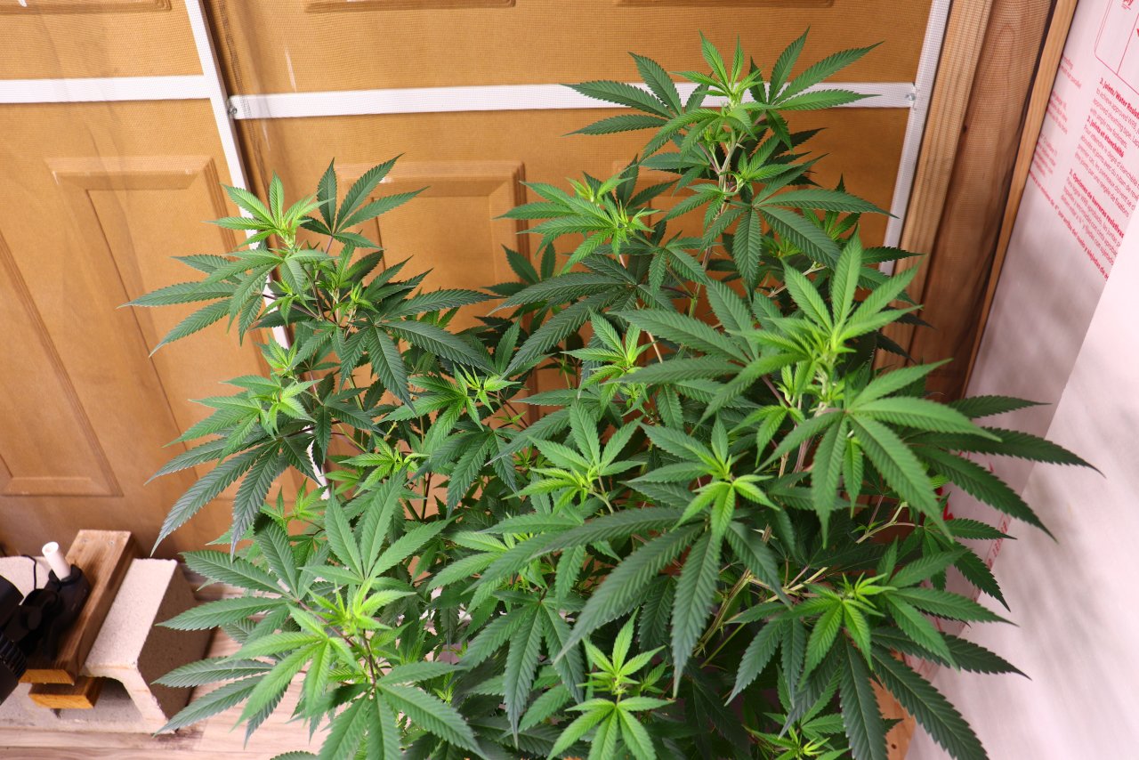 Gorilla Bomb Feminized #1-Day 4 of Flowering-5/25/23